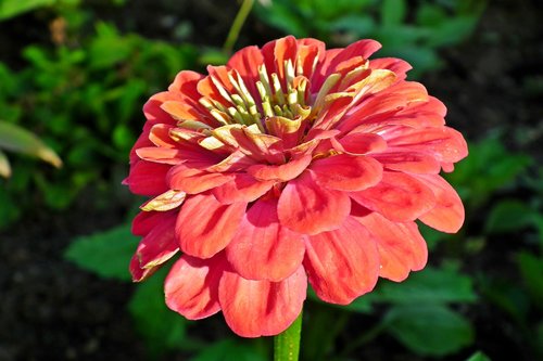 flower  zinnia  garden