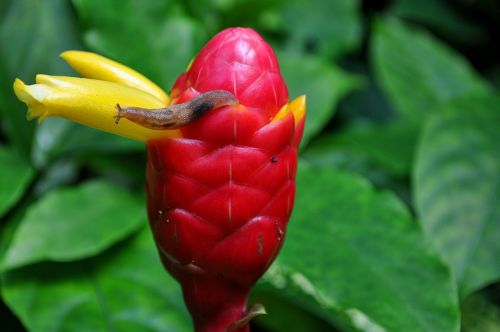 flower exotic red