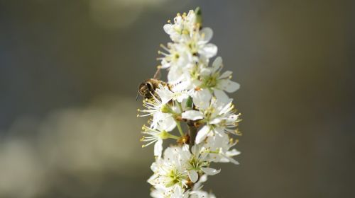 flower bee white