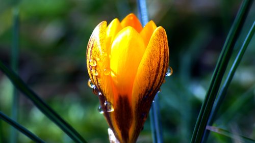 flower  edited  raindrop