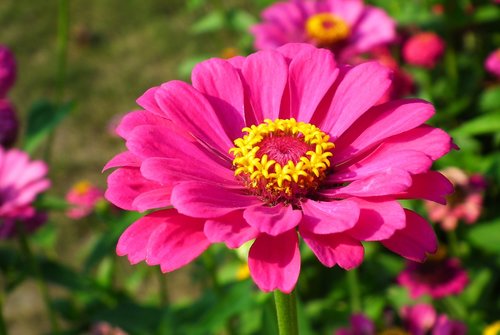flower  zinnia  pink