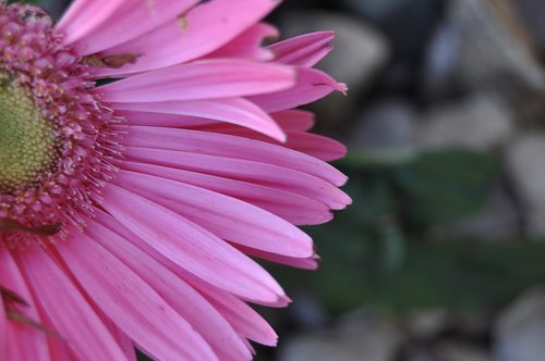 flower  pink  nature