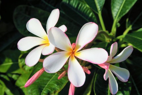 flower  tropical chichewa  nature