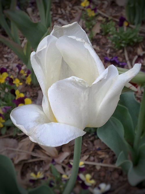 flower  nature  plant