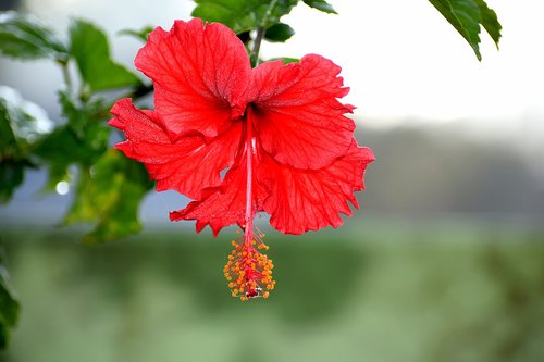 flower  red  bloom