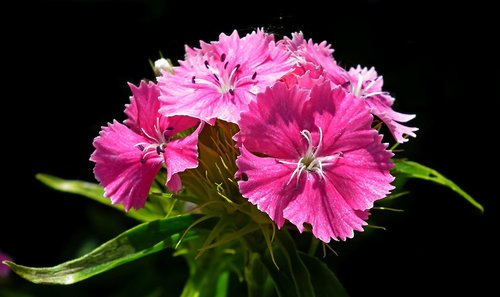 flower  gożdzik stone  pink
