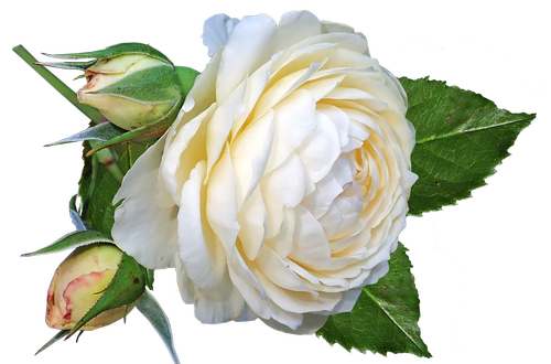 flower  rose  white