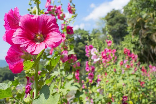 flower  plant  flowering