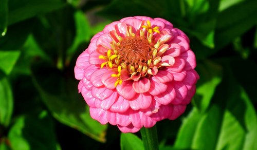 flower  zinnia  pink