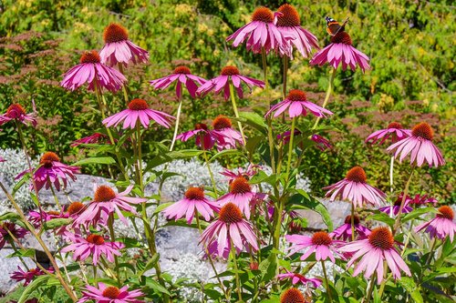 flower  garden  bloom