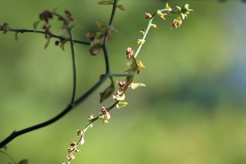 flower  dry  nature