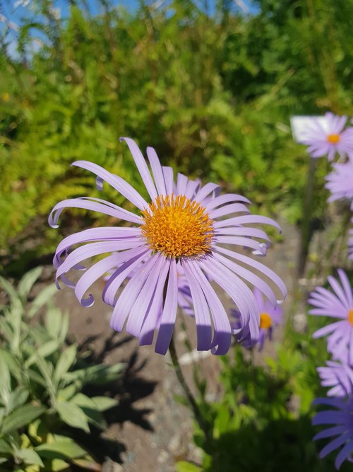 flower  purple  plants