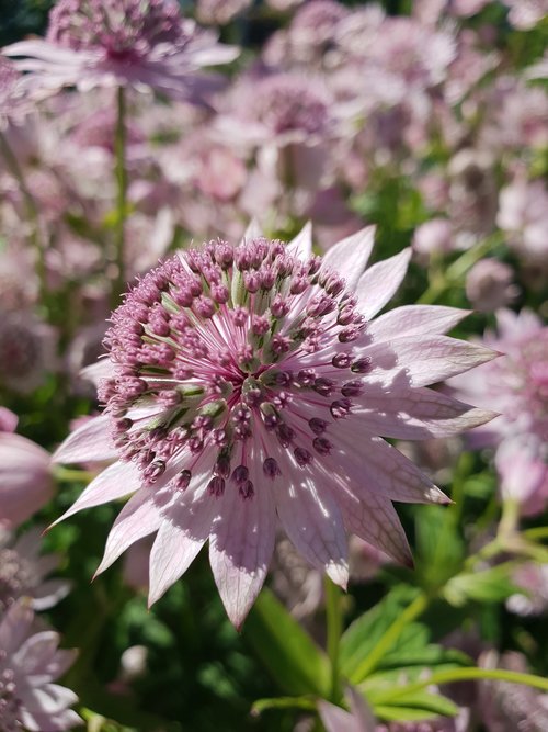 flower  lavender  plants