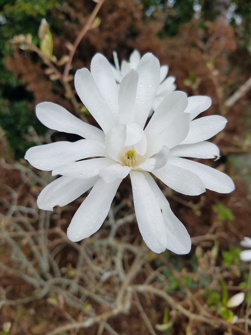 flower  white flower  life