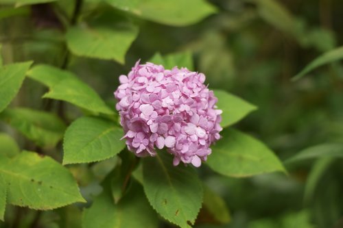 flower  garden  nature