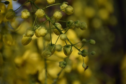 flower  buds  yellow