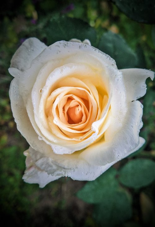 flower  rose  single bloom