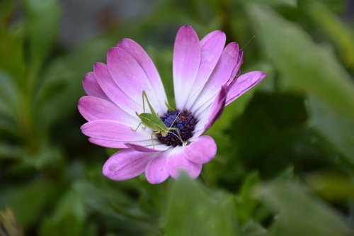 flower  insect  lilac