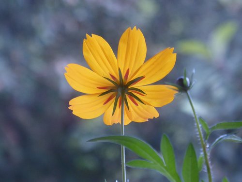 flower  cosmea  nature