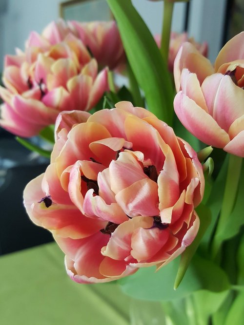 flower  tulip  multicolour