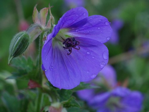 flower  blue  plant