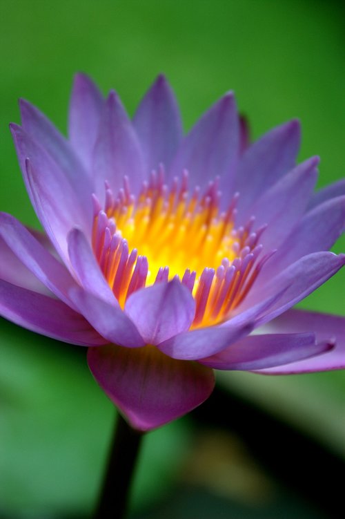 flower  water lily  purple
