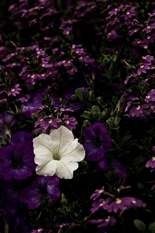 flower  violet  purple