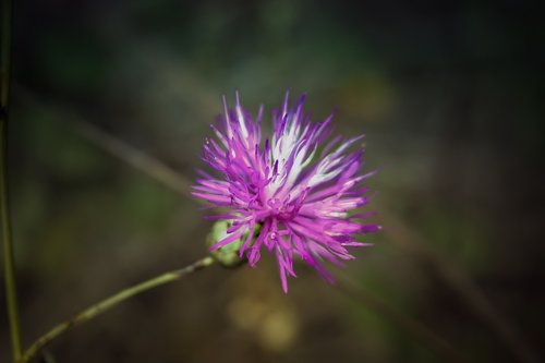 flower  plant  botany