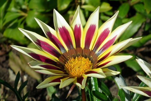 flower  colored  the petals