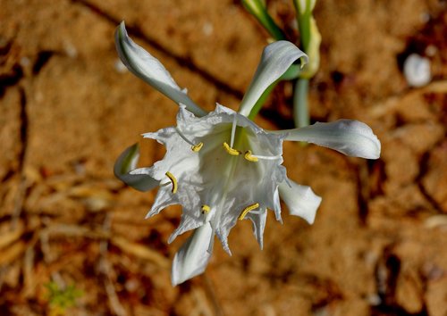 flower  white  botany