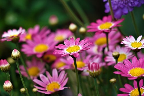 flower  nature  plant