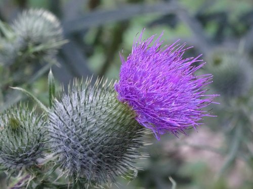 flower  purple  violet