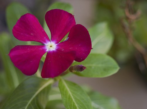 flower  nature  garden