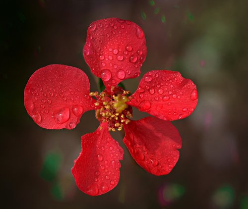 flower  red  spring