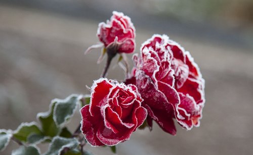 flower  rose  in the garden