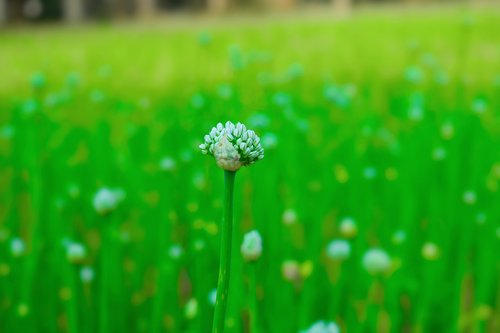 flower  green  nature