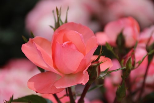 flower  rose  pink