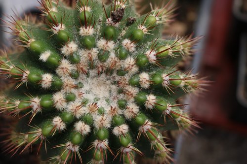 flower  nature  plant