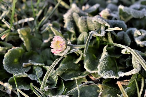 flower  frozen  meadow