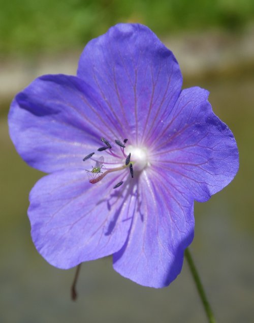 flower  flora  blossom