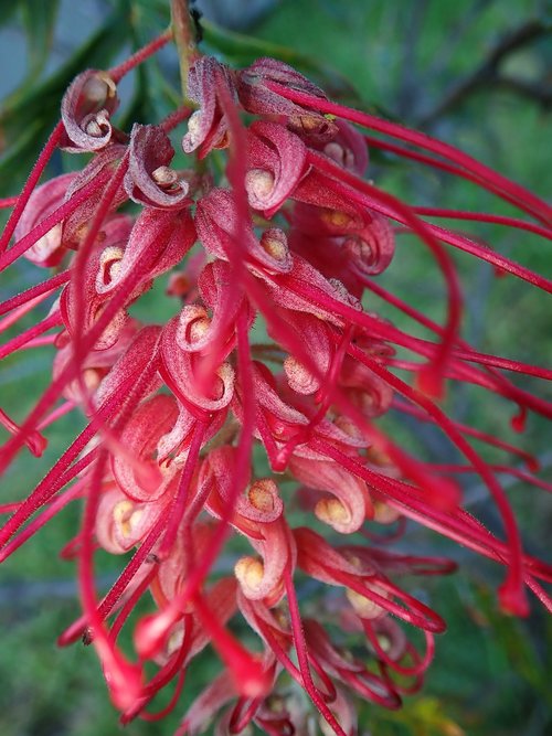 flower  red  grevillea