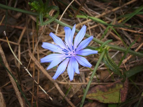 flower  blue  beauty