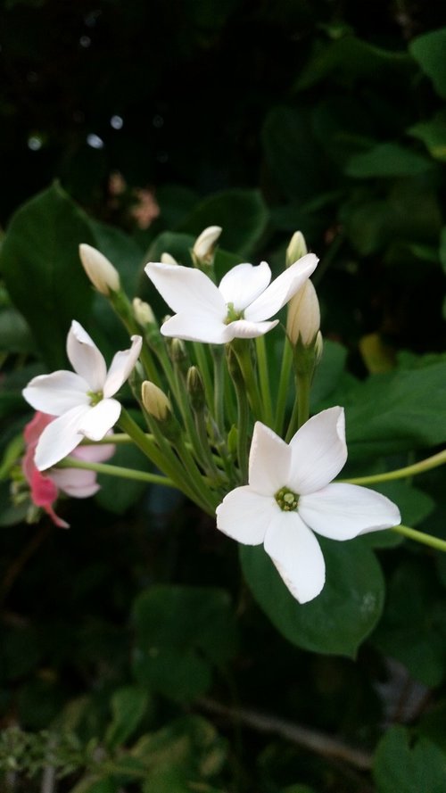 flower  white flowers  ornamental