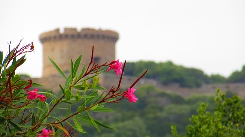 flower  landscape  nature