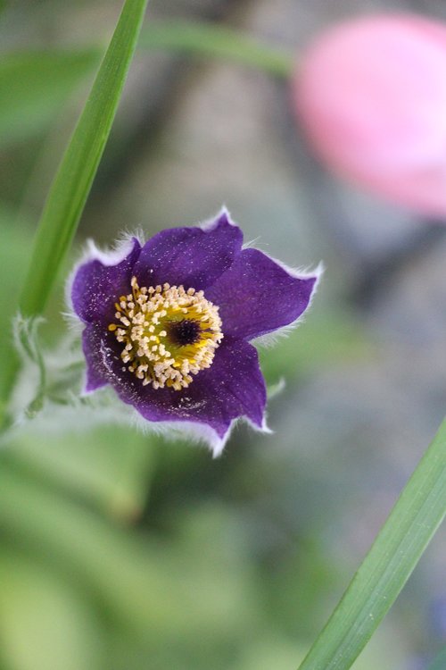 flower  nature  violet