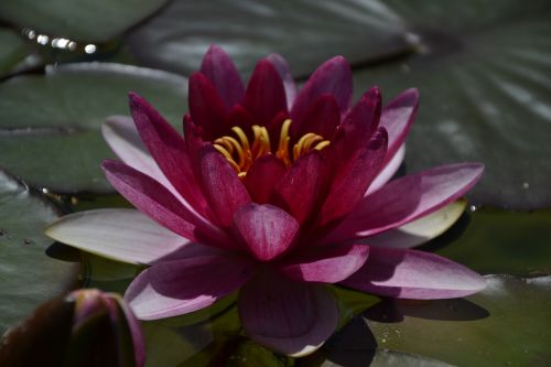 flower water lily lake