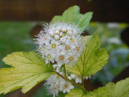 flower  white  bloom