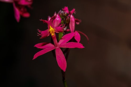 flower  plant  garden