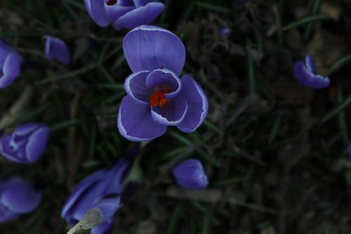 flower  nature  plant