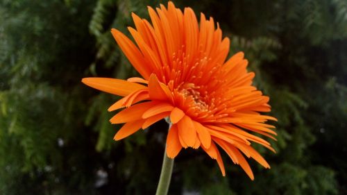 flower orange plant